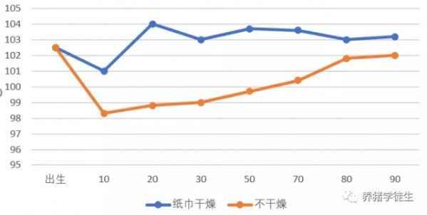 仔猪出生黄金24小时