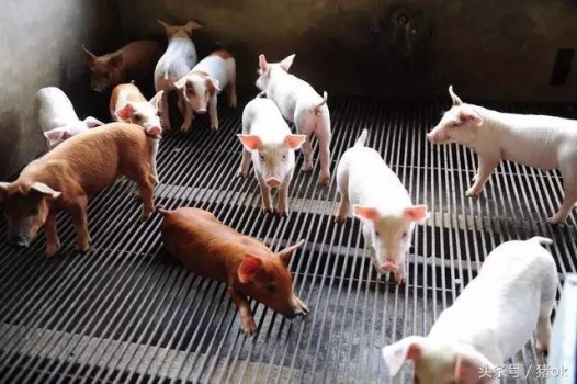断奶仔猪蛋白质饲料的选择技巧