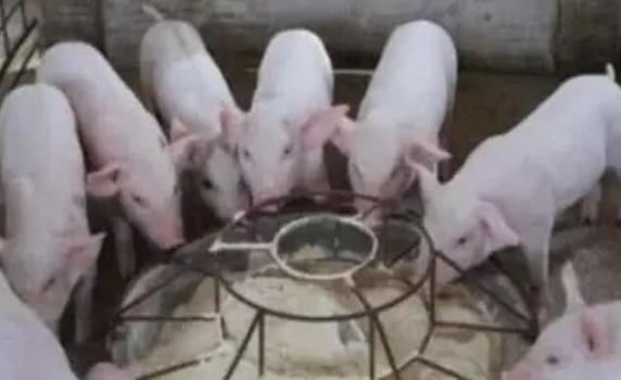 如何科学的给小猪教槽补料！