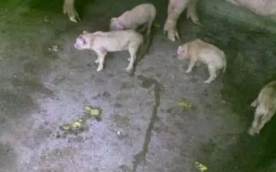 仔猪断奶不拉稀就那么难吗？