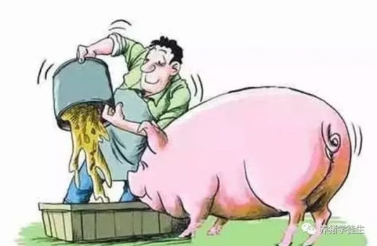 哺乳期采食量与母猪生产效率