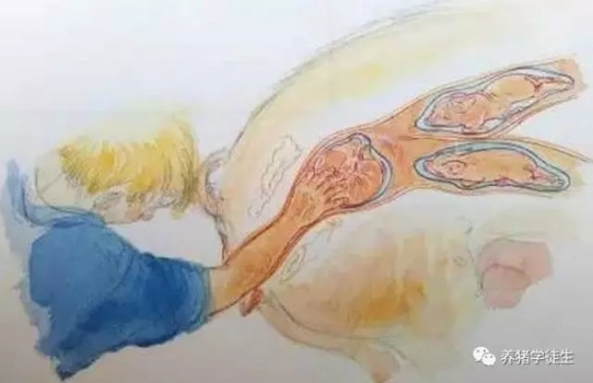 丹麦分娩舍管理（2）