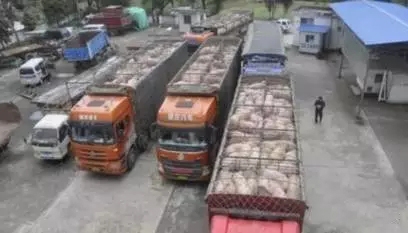 走私猪、走私肉十分猖獗！美国牛肉也将进口到中国，未来猪市变数莫测！