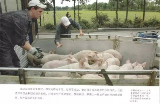 育肥猪不同生长阶段的差别！