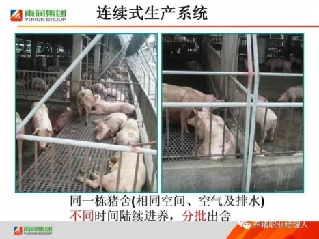 必修课 | 批次生产在猪场实际应用情况（南通猪场示例）