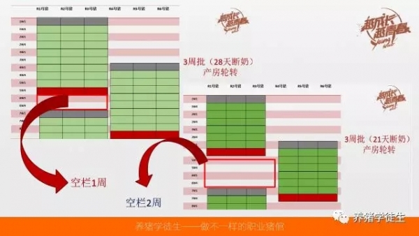 养猪技术吧：不同批次模式比较