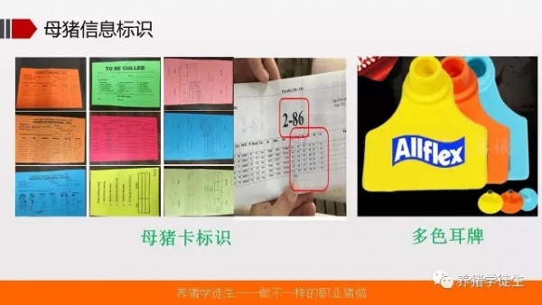 养猪技术吧：可视化体系建立