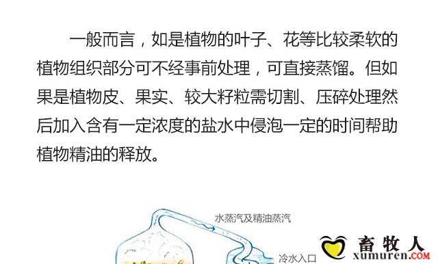 植物精油的提取方法_03.jpg