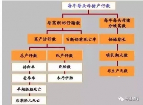 为什么母猪的产仔数少？