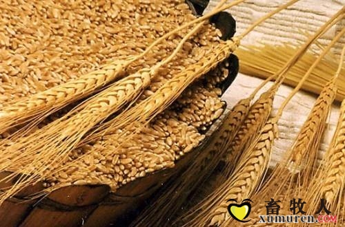 麦麸.jpg