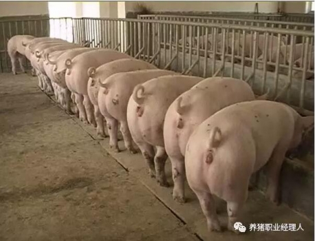 前沿技术 | 夏季后备母猪不发情的原因及对策（多图）