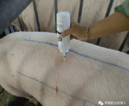 必修课 | 背膘测定的原理及方法