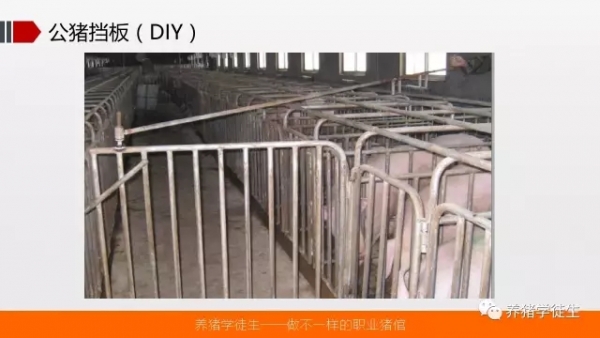 养猪技术吧：母猪配种策略制定
