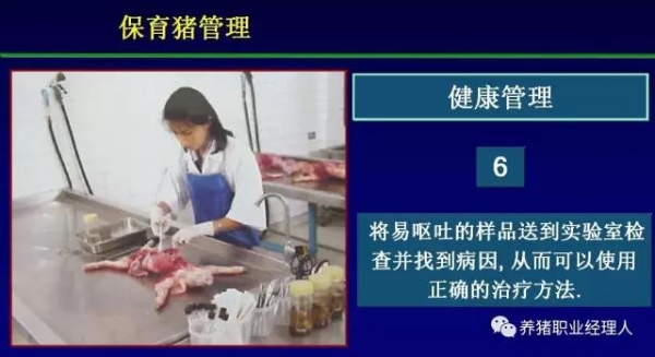 必修课 | 规模猪场夏季保育舍的管理（抗应激篇）