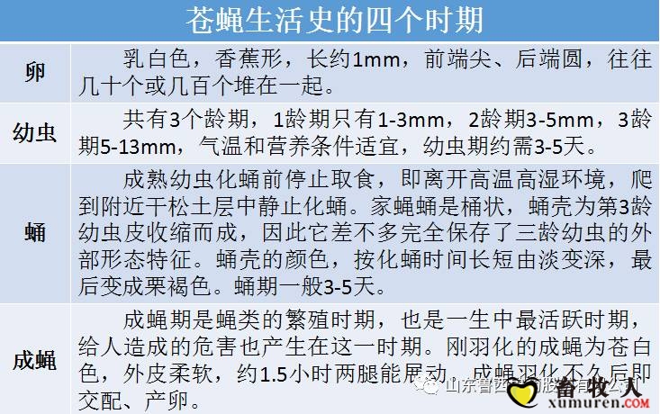 一、1、苍蝇生活史的四个时期