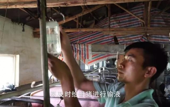输冷液，让母猪瞬间降温缓解热应激