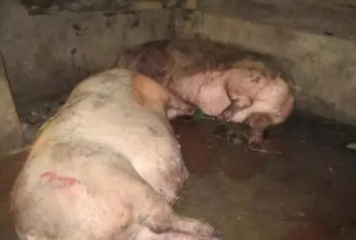 母猪妊娠阶段一餐饲喂的关键点