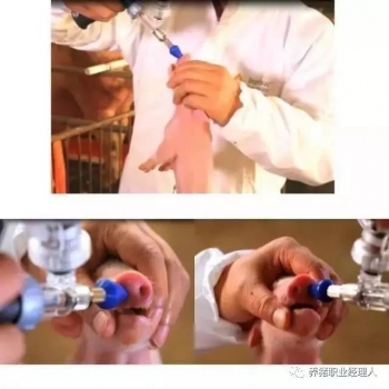 必修课|净化猪伪狂犬病的四种方式之比较（附参考净化方案）