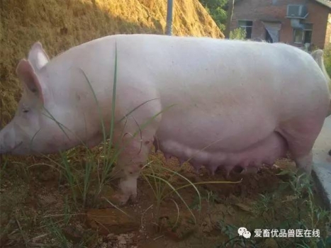 如何避免怀孕母猪出现不吃食现象？