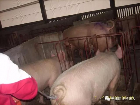 必修课 | 夏季母猪断奶再发情延迟解决思路及方案