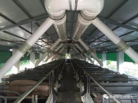 暑期特刊 | 母猪断奶后不发情的原因及预防措施