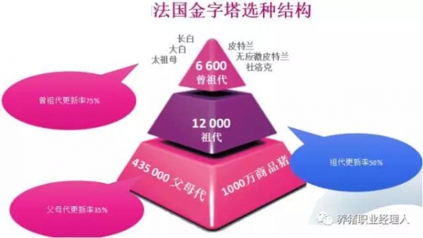 他山之石 | 从一张生产性能对比表看我们未来的养猪之路