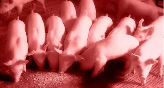仔猪断奶的生物学应激及其营养调控策略