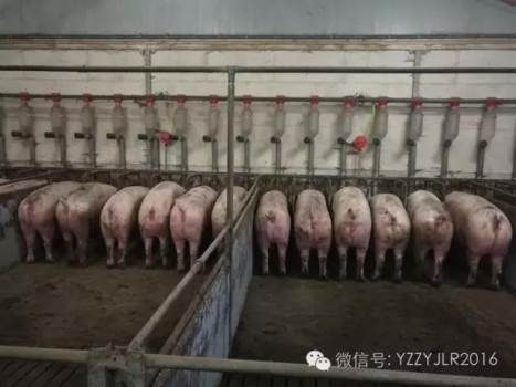 夏季母猪产前不食怎么办？