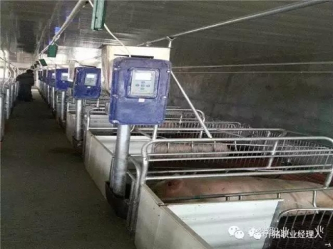 测量P2点膘厚-确保母猪连续高产的基础