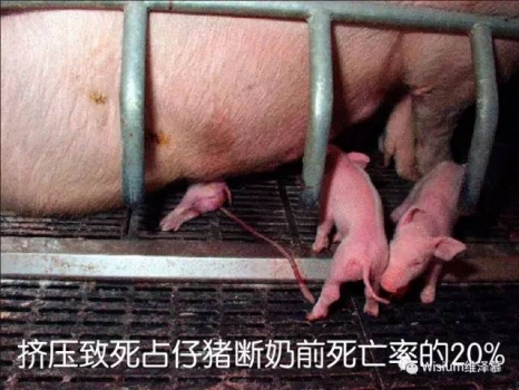 仔猪被压死是产房护理没做到位吗？