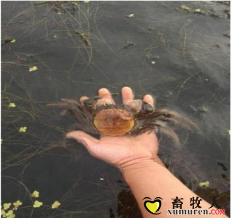 螃蟹蜕壳前后对比图3.png