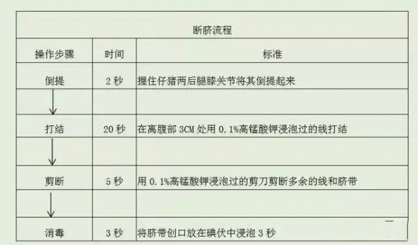 仔猪断脐四大忌！