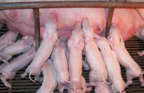 初生仔猪如何过好出生关及哺乳关？