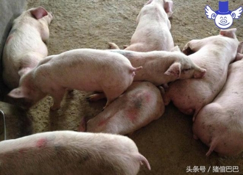 喂猪吃料也要讲究先后顺序