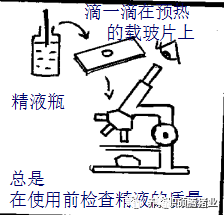 哪些因素会影响猪精液保存的质量？