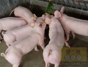 后备母猪不发情咋办？