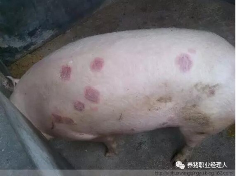 技术讲座 | 病猪尸体解剖的重要意义