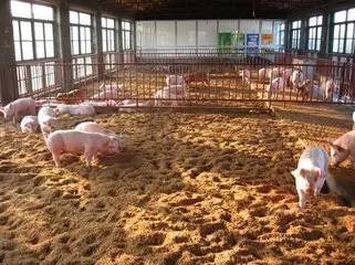 【粪污处理】低成本有效的处理猪场污粪和尿场