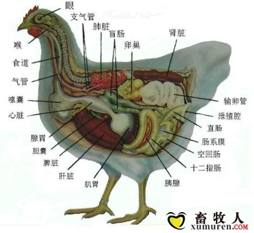 蛋鸡.jpg