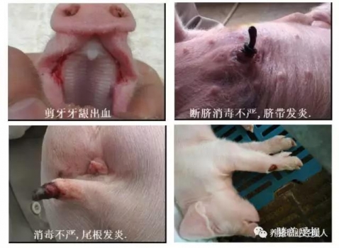 批次生产 | 三周批生产之产房管理流程（年出栏12万头场）