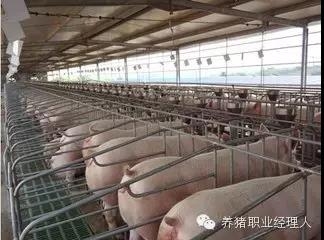 猪场工作程序与流程制定至关重要（1）