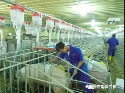 必修课 | 批次化生产与全进全出技术的应用