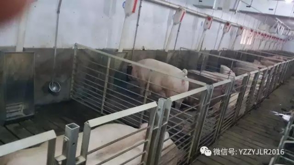 必修课 | 猪场做好生产预算对生产进行控制才是王道