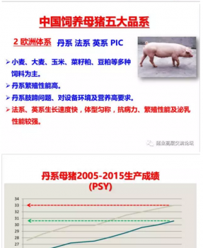 丹系VS美系母猪营养及饲喂差异_04.png