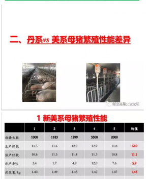 丹系VS美系母猪营养及饲喂差异_07.png