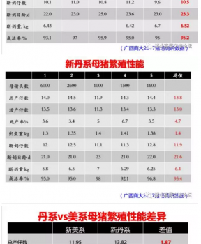 丹系VS美系母猪营养及饲喂差异_08.png