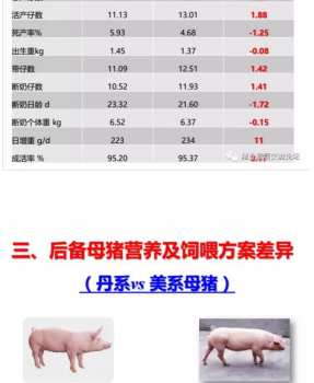 丹系VS美系母猪营养及饲喂差异_09.png