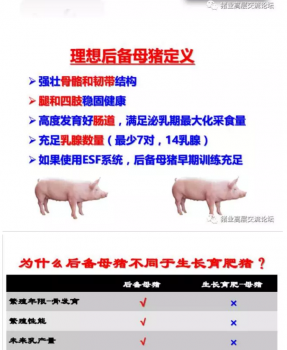丹系VS美系母猪营养及饲喂差异_10.png