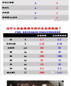丹系VS美系母猪营养及饲喂差异_11.png