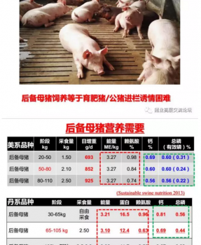 丹系VS美系母猪营养及饲喂差异_12.png